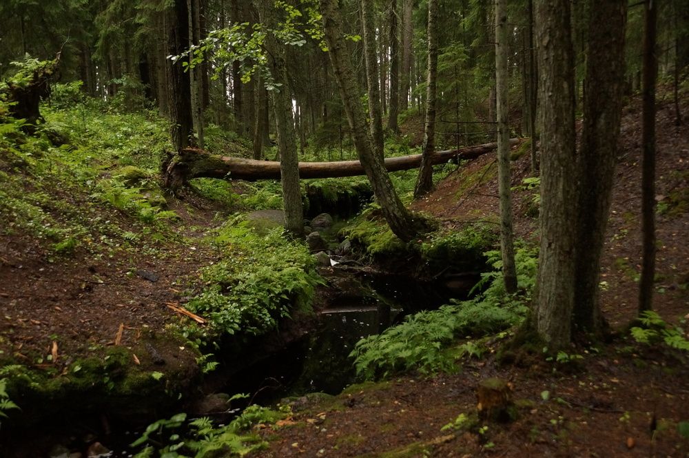 Photograph by Игорь Тамми