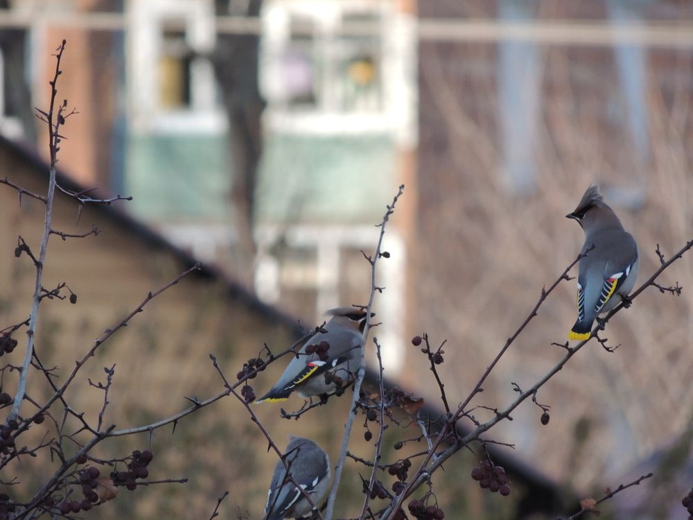 Свиристели