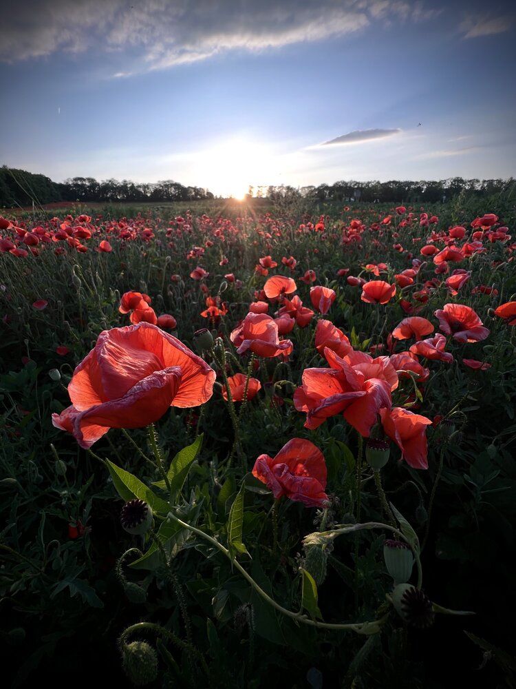 Photograph by Anton