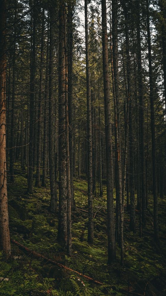 Photograph by Даниил Сырбу