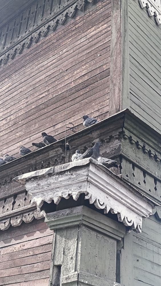 Голуби на крыше