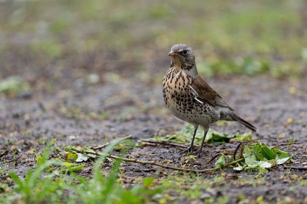 Photograph by Олеся Легостаева