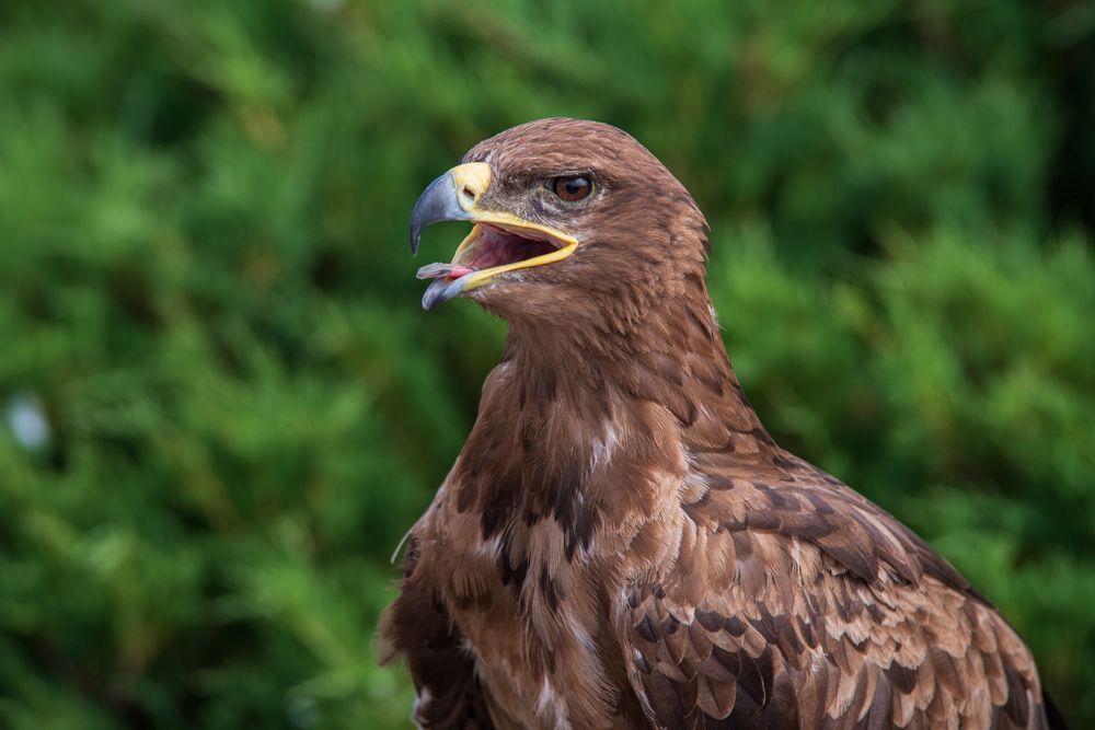 Photograph by Олеся Легостаева