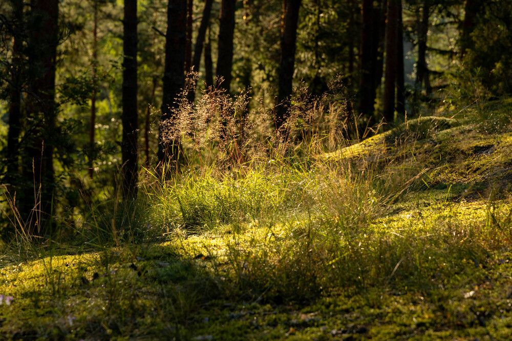 Фотография автора Van Gross