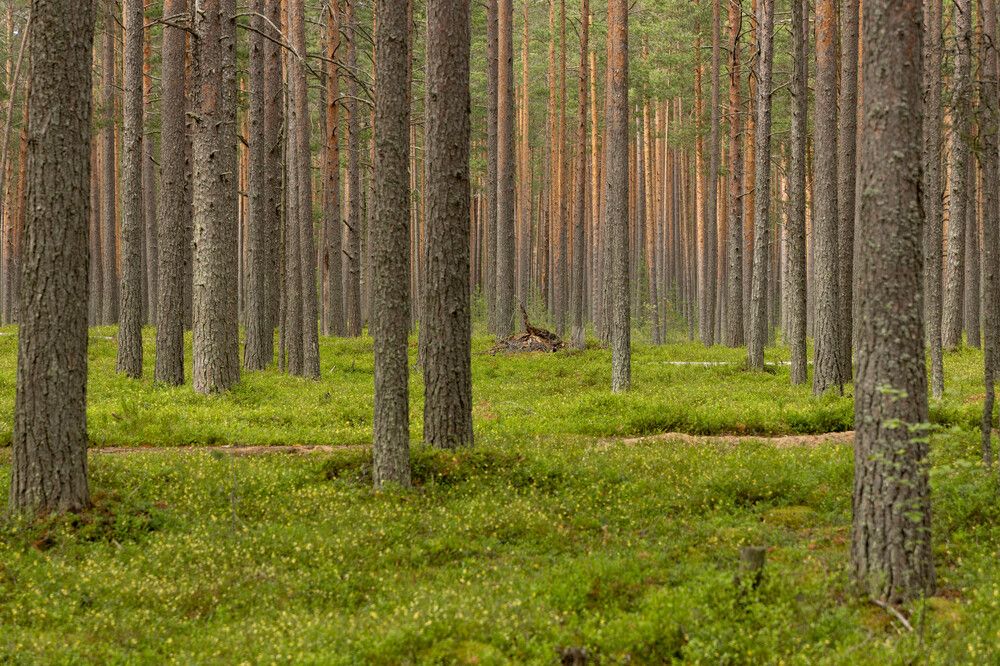 Фотография автора Van Gross