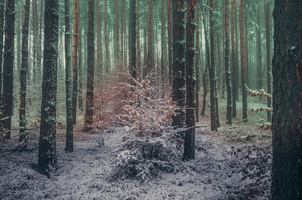 Photograph by Николов Андриян