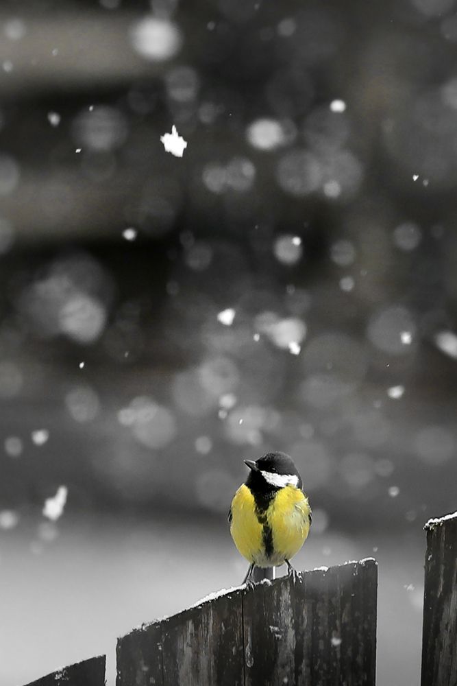 Photograph by Наталья Суслова