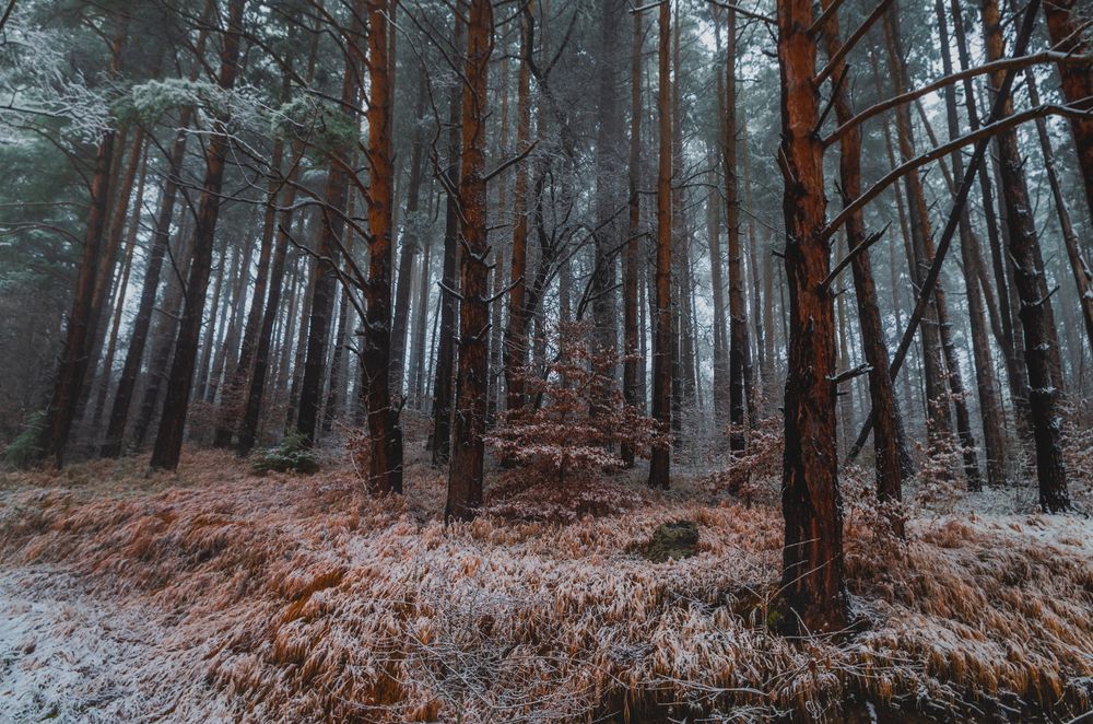 Photograph by Николов Андриян