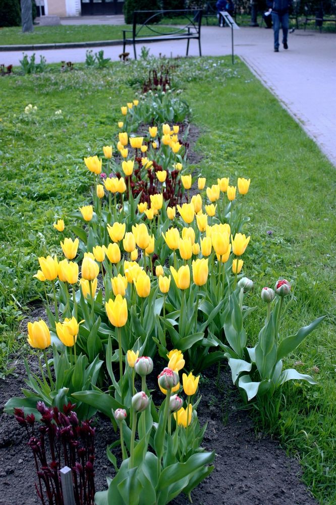 Фестиваль тюльпанов в парке