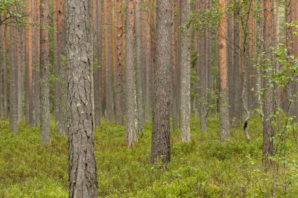 Фотография автора Van Gross