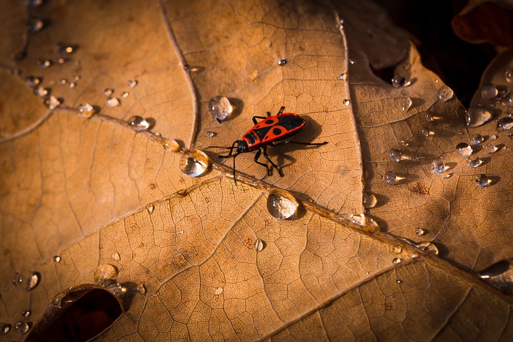 Photograph by Максимов Алексей