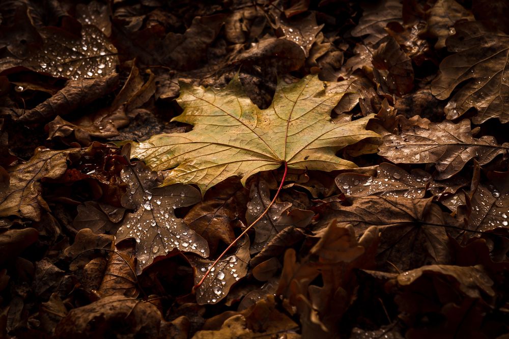 Photograph by Максимов Алексей