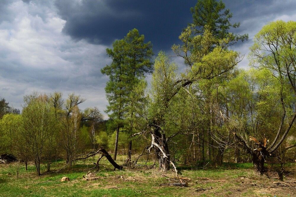 Тревожный мотив