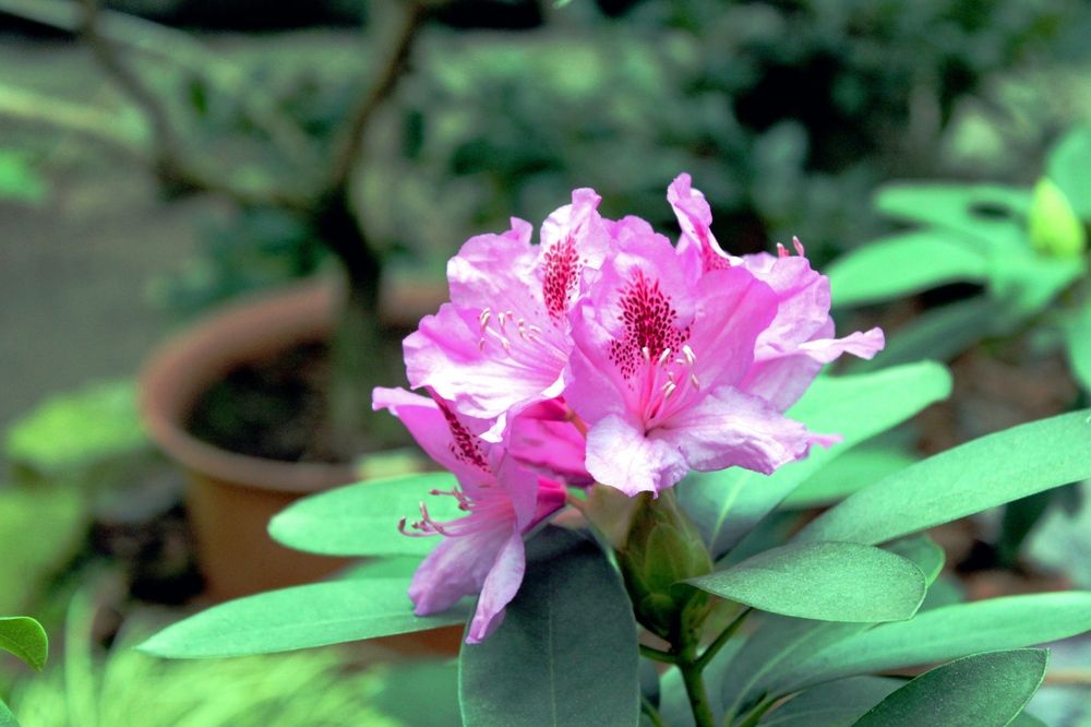 Ботанический сад в городе