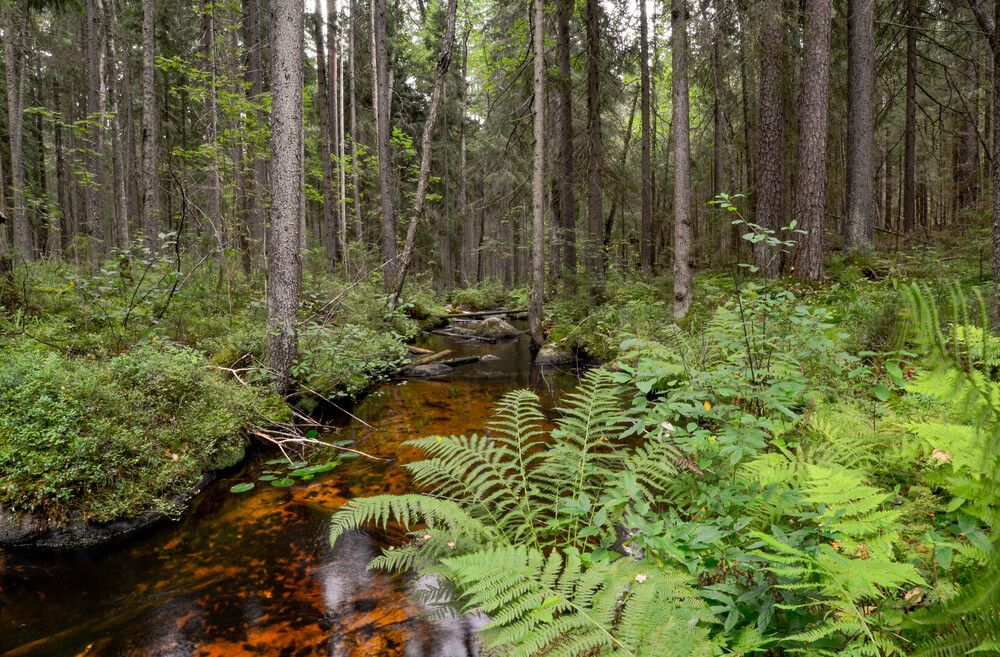 Photograph by Александр Вавулин