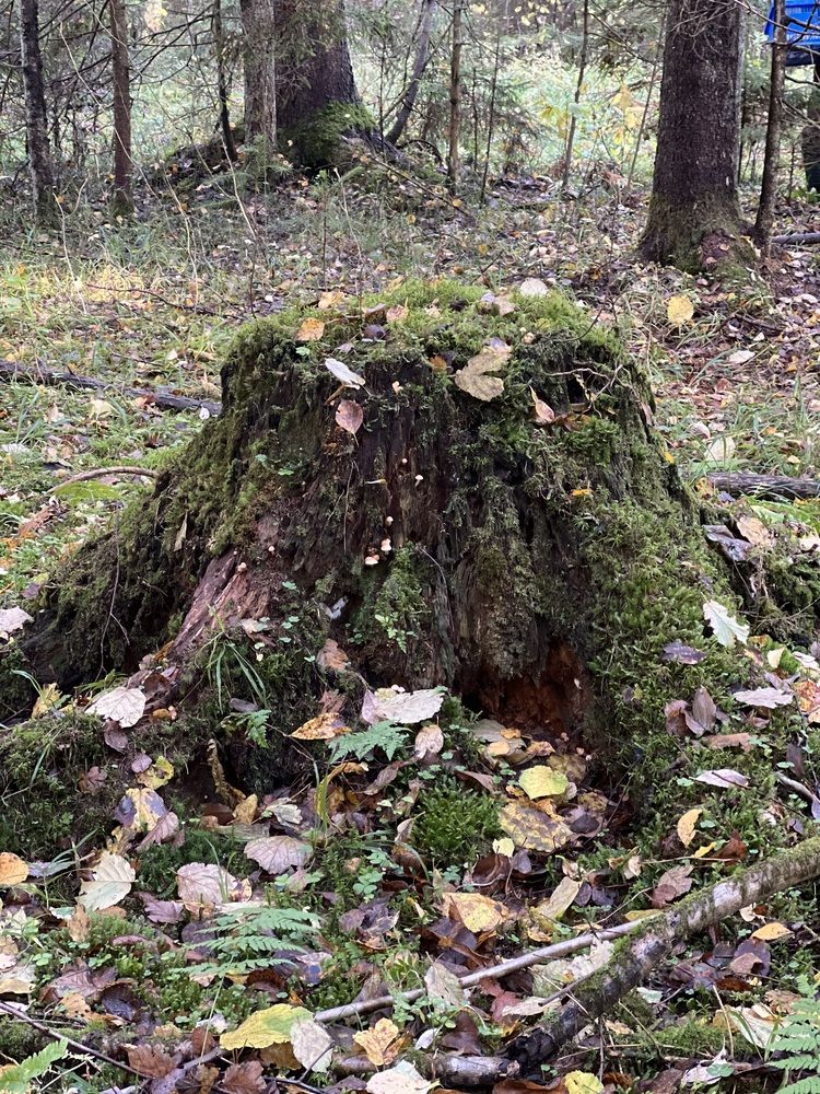 Photograph by Аделия