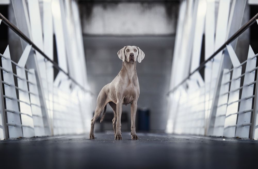 Photograph by Alexandre Marques