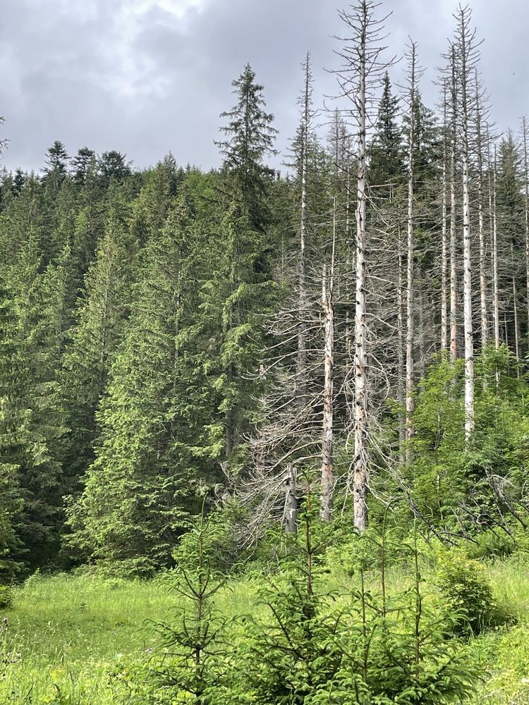 Photograph by ЛИЛИЯ БОБКО