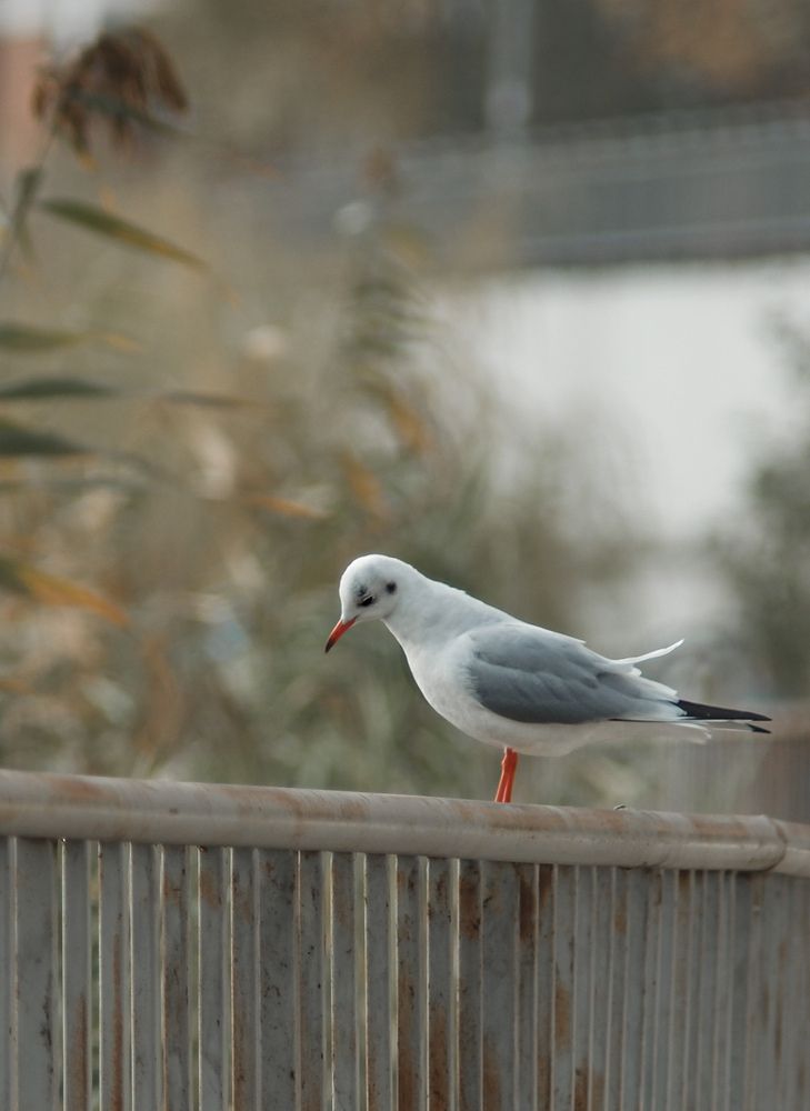 Фотография автора Константин Яковлев