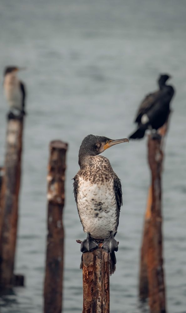 Фотография автора Константин Яковлев