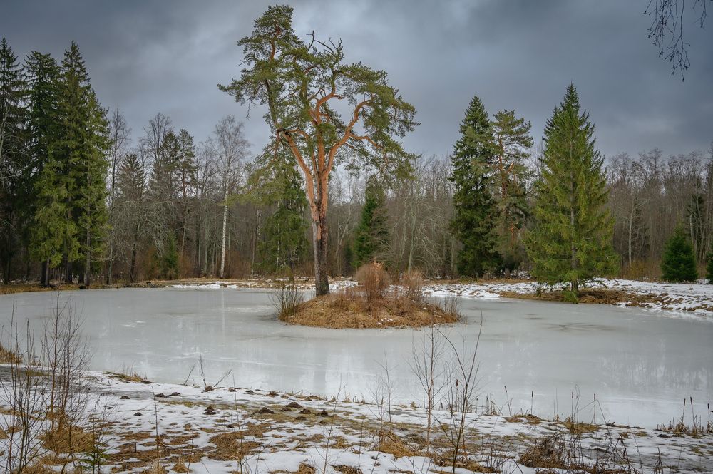Одинокая сосна