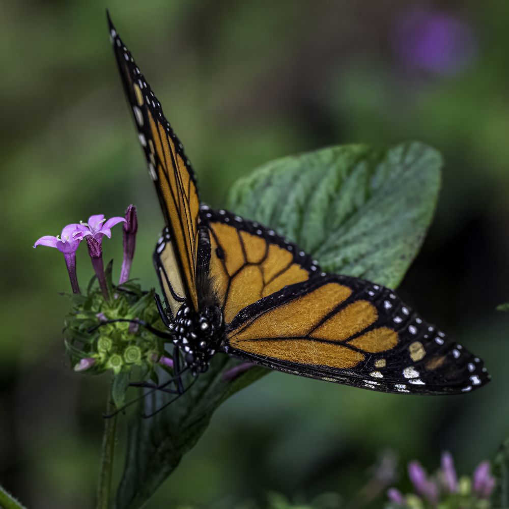 Monarch Butterflys