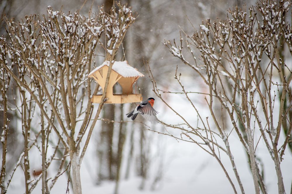 Photograph by Николай Грекалов