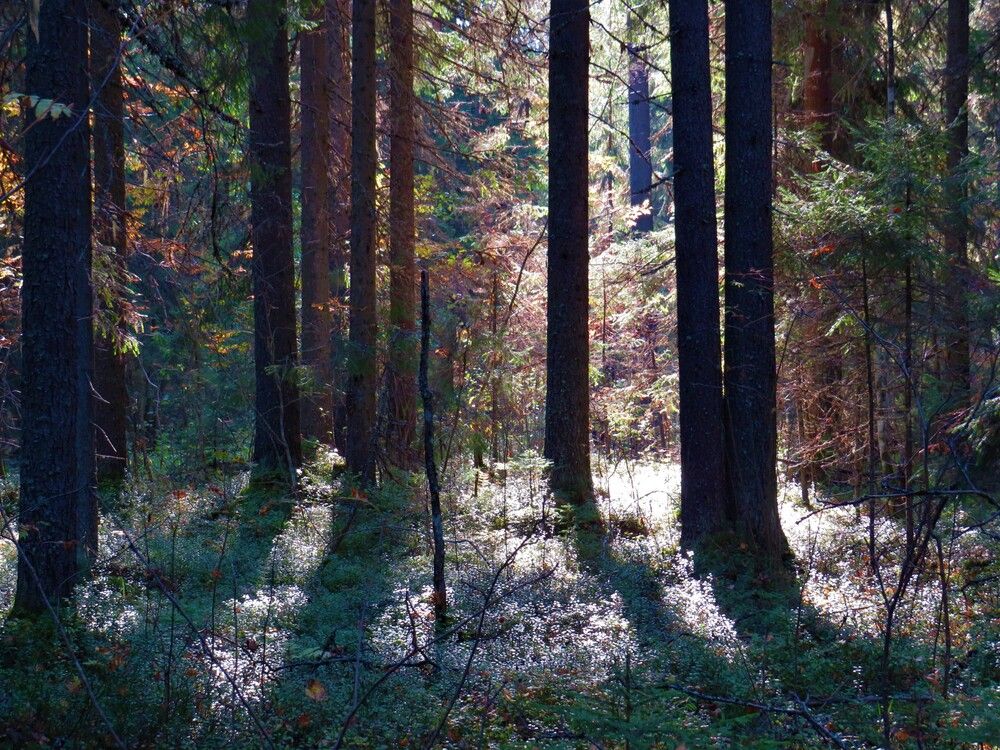 Photograph by Людмила Кононова