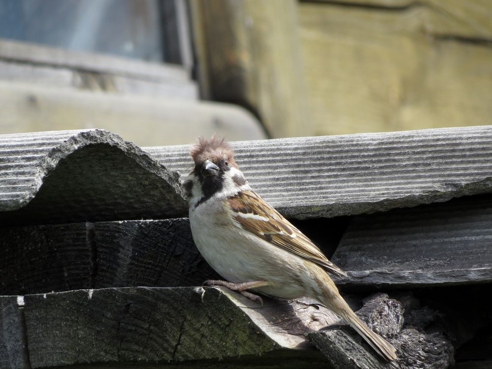 Воробей на крыше