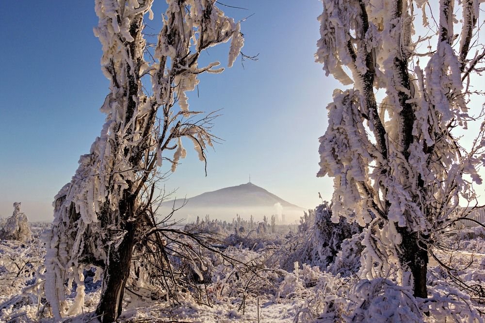 Лёд на деревьях