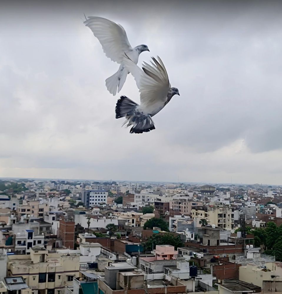 Photograph by Dr.Pradeep Agrawal