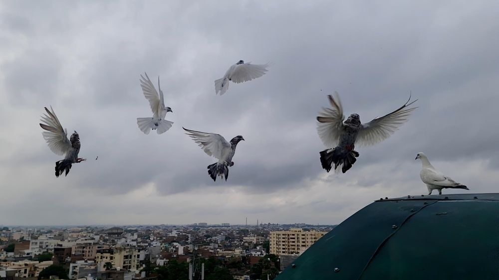 Photograph by Dr.Pradeep Agrawal