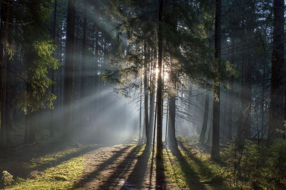 Утро в еловом лесу.....