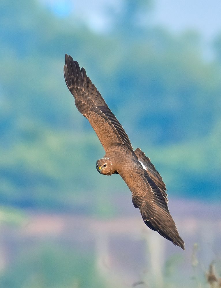 Photograph by Sarbani Chakraborty