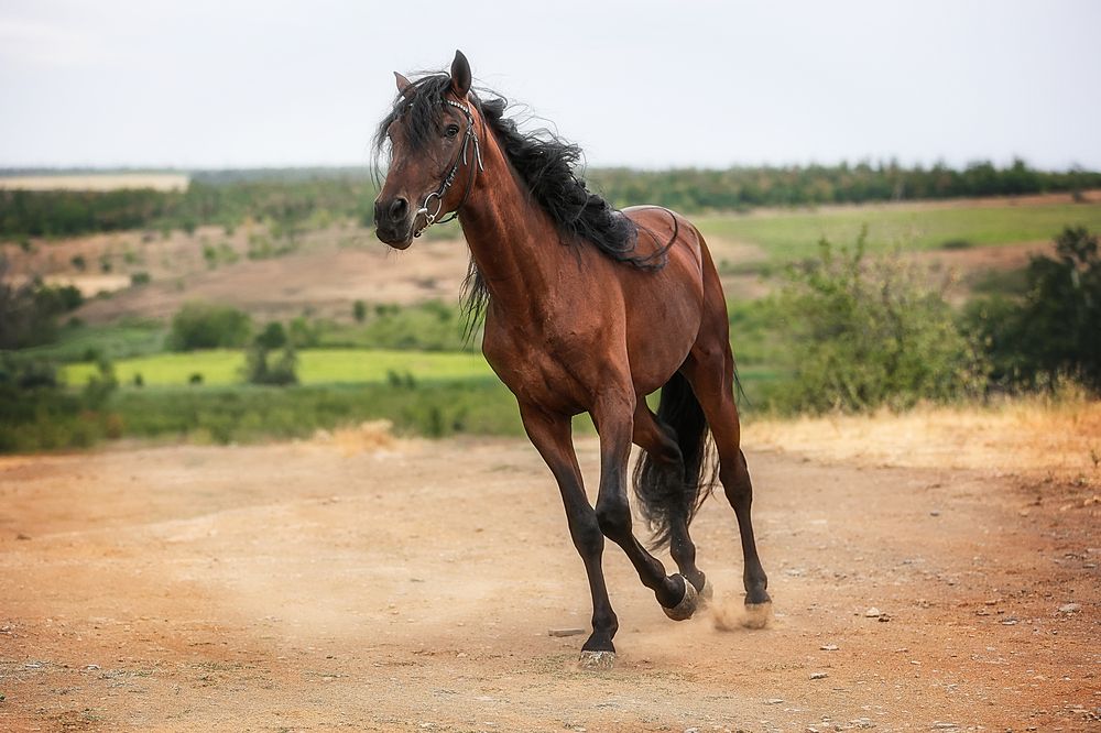 Фотография автора Анна Абрамова