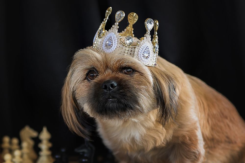 Шахматисты