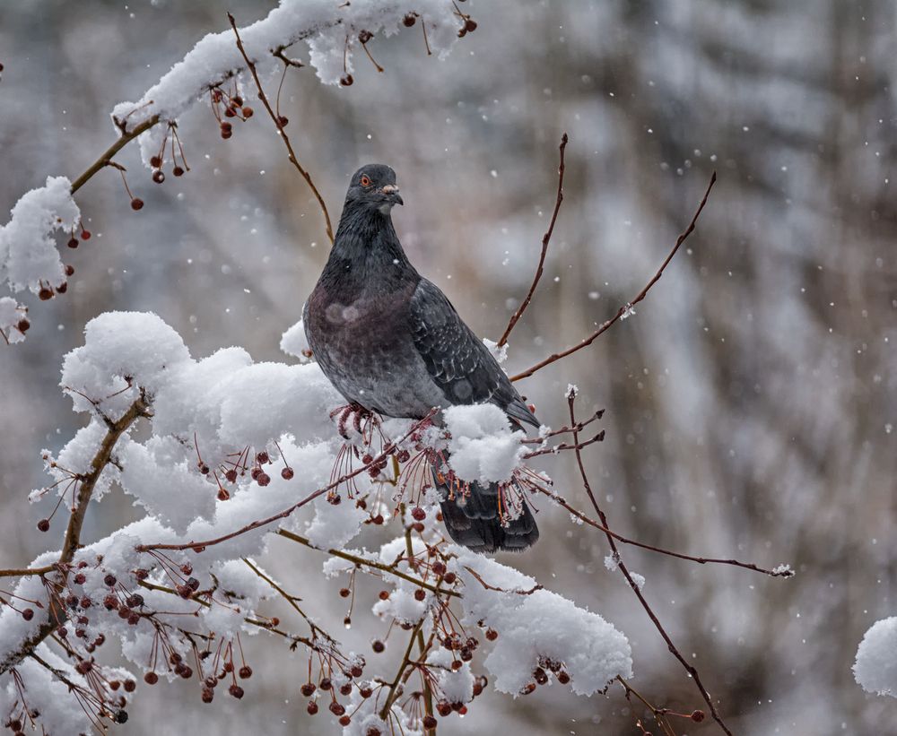 Гордая птица.
