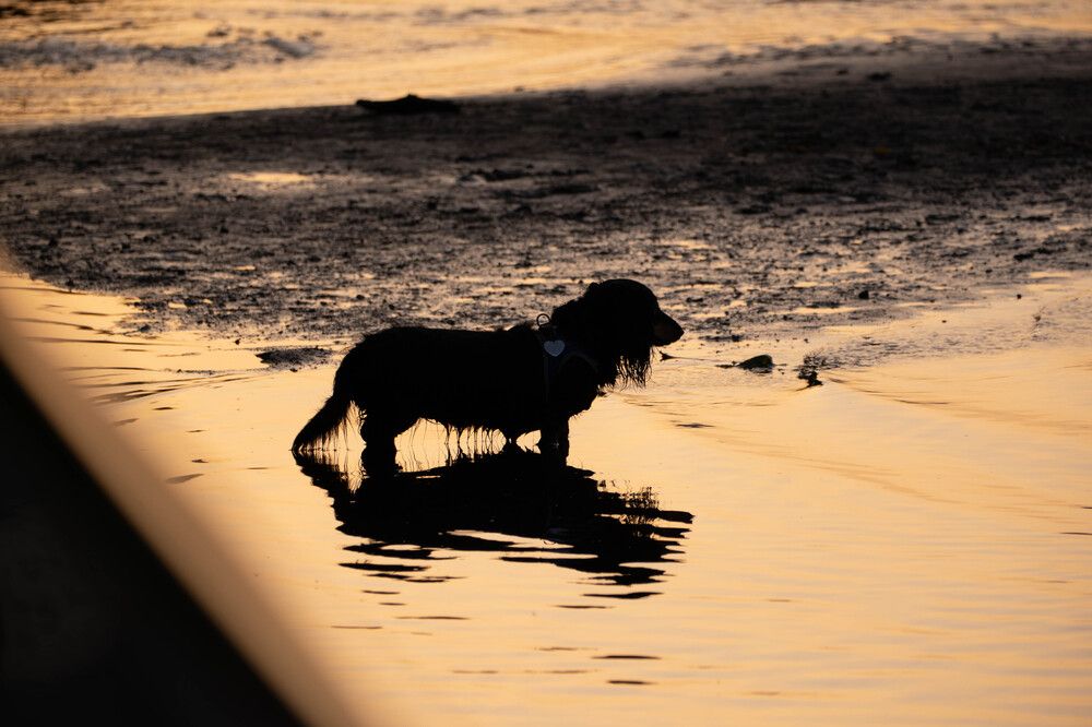 Игра силуэтов