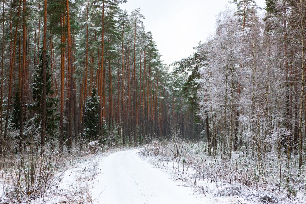 Photograph by Диана Бородзе