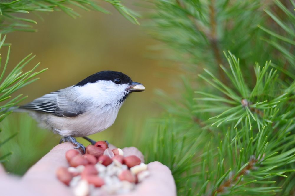 Буроголовая гаичка