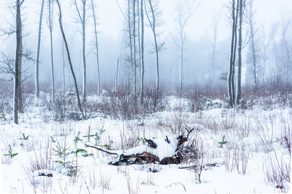 Photograph by Диана Бородзе