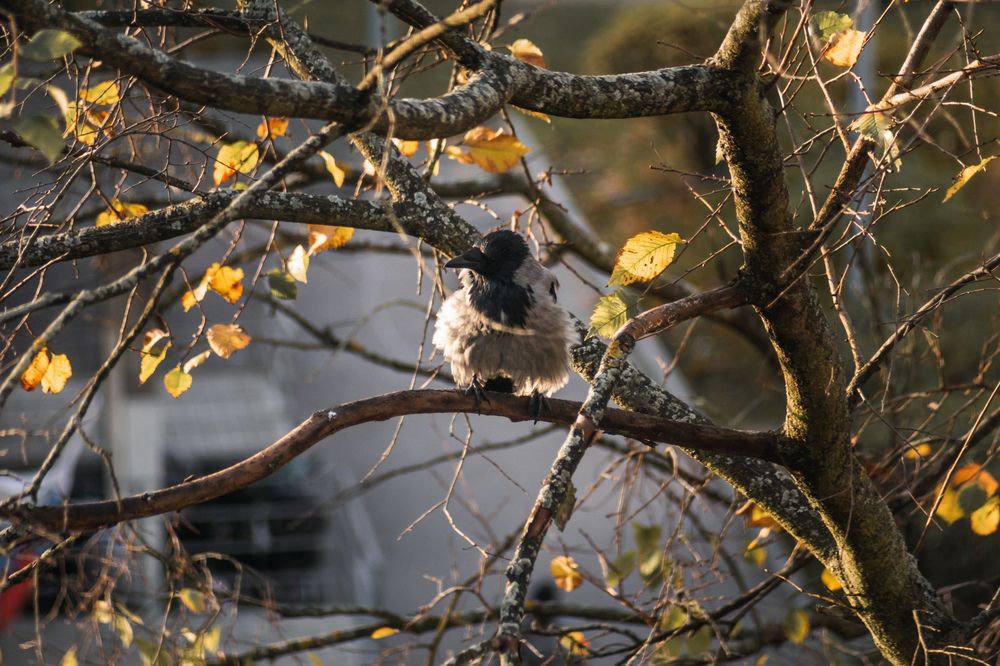 Фотография автора Мария Александрова