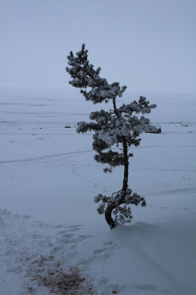 Photograph by Елена Пильцова