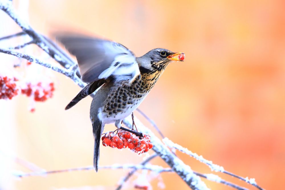 Фотография автора Николай Протасеня