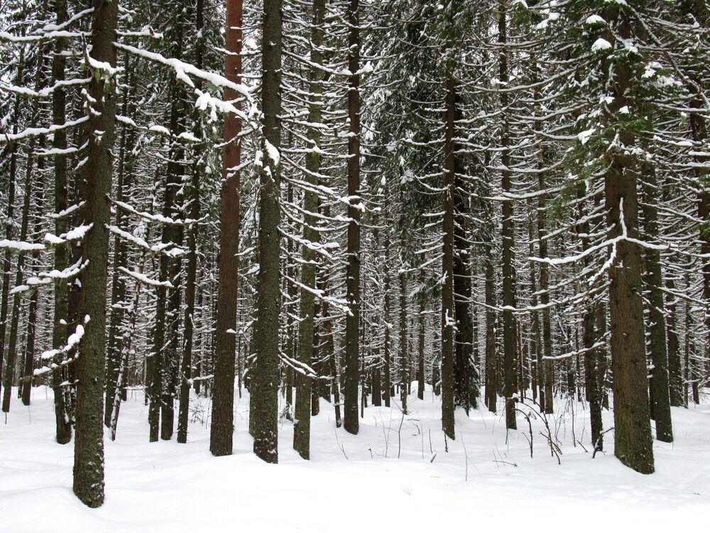 Photograph by Ольга Березовская