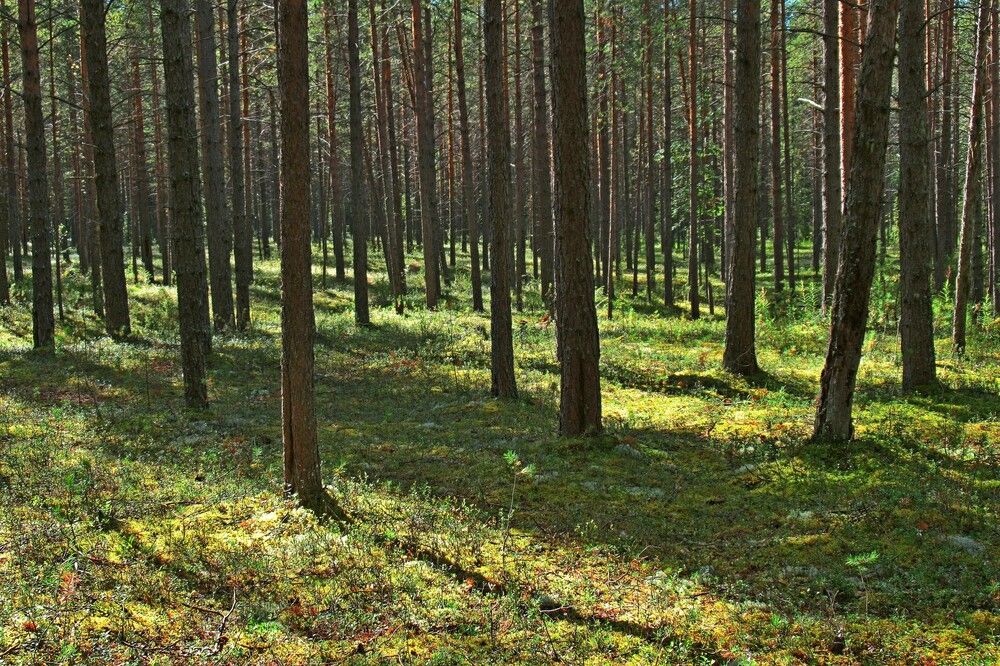 Photograph by Ольга Березовская