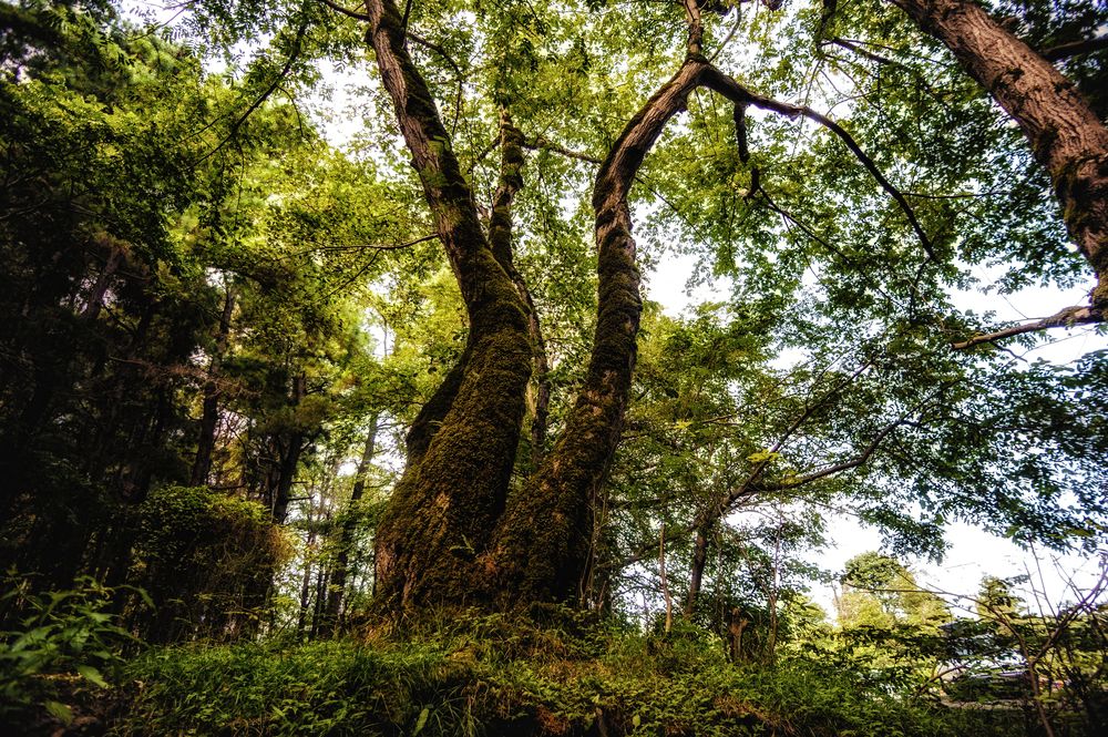 Photograph by DAMOUN POURNEMATI