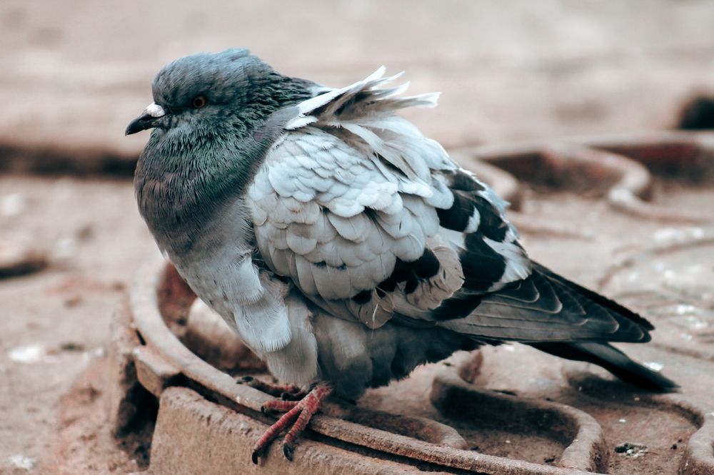 Photograph by Анастасия Псарёва