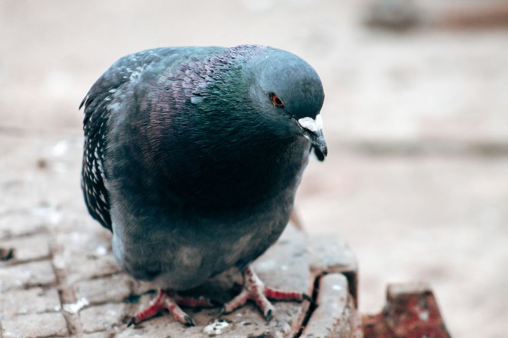 Photograph by Анастасия Псарёва