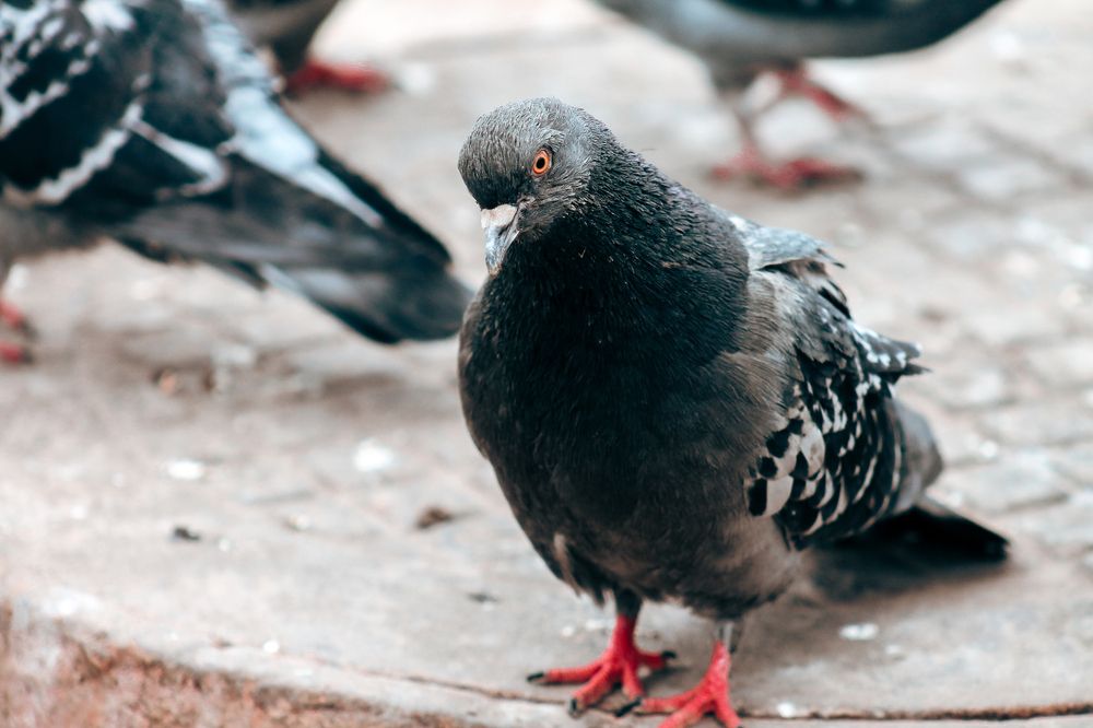 Photograph by Анастасия Псарёва